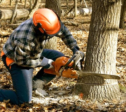 Tree Removal in Forbes, MN